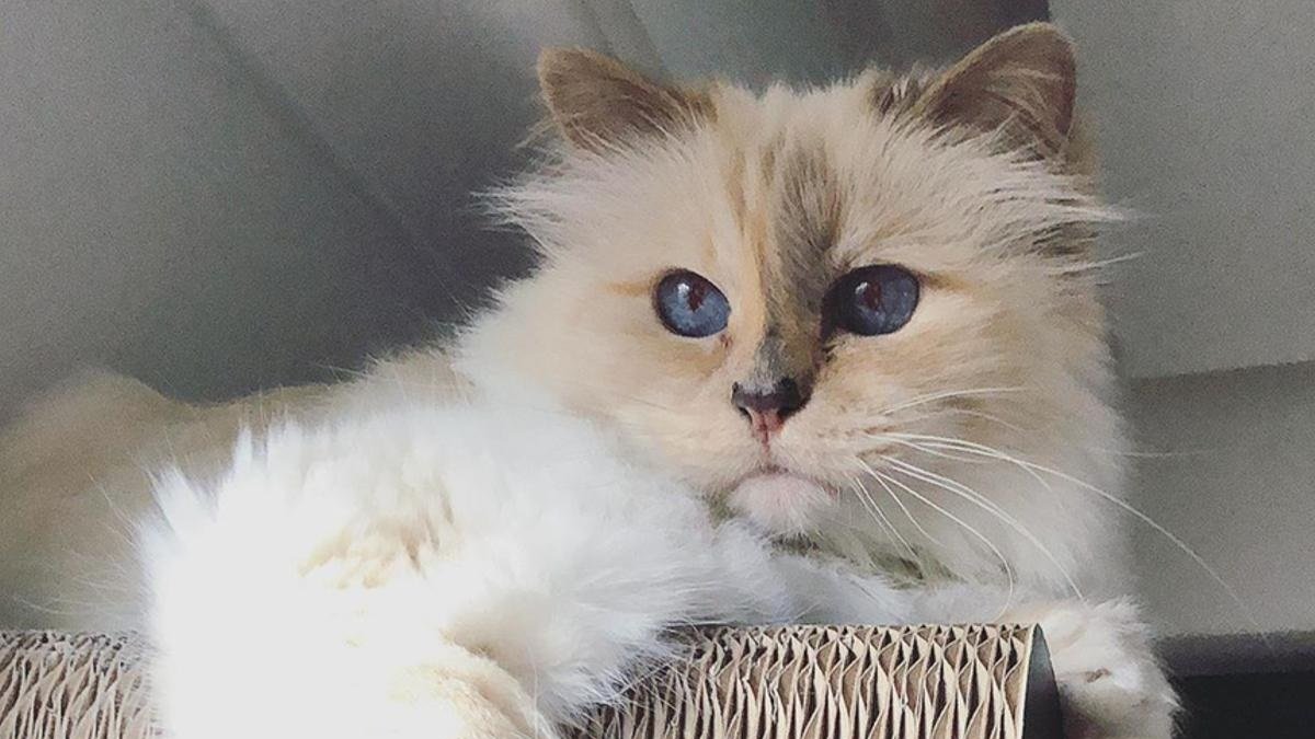 La mascota ya tiene 12 años.