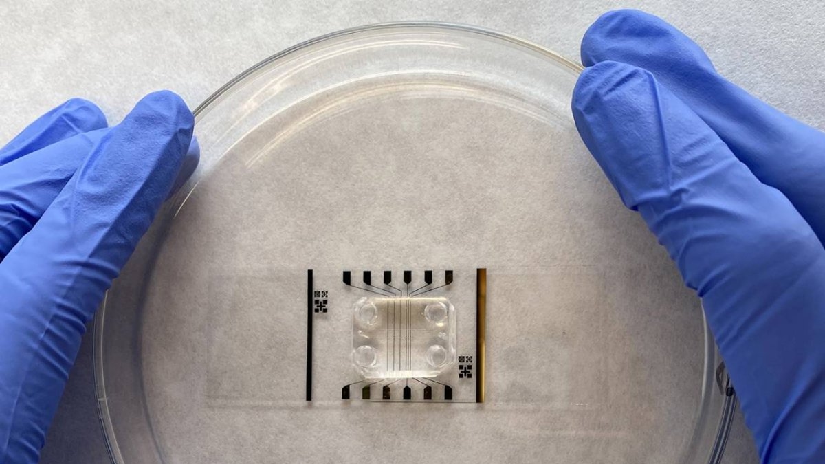 La barrera hematoencefálica en un chip para estudiar fármacos contra el alzhéimer