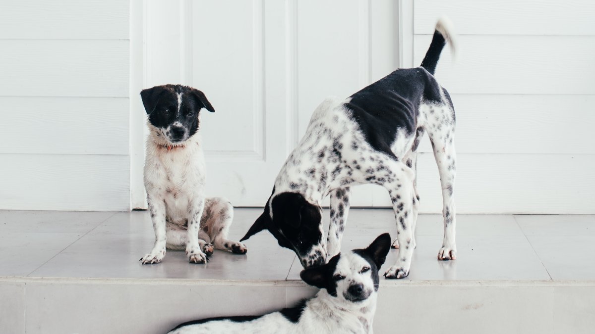 Tener en cuenta. Si el perro en el que estás interesado no ha sido socializado apropiadamente, podría ser mejor buscar otro que ya tenga habilidades sociales.