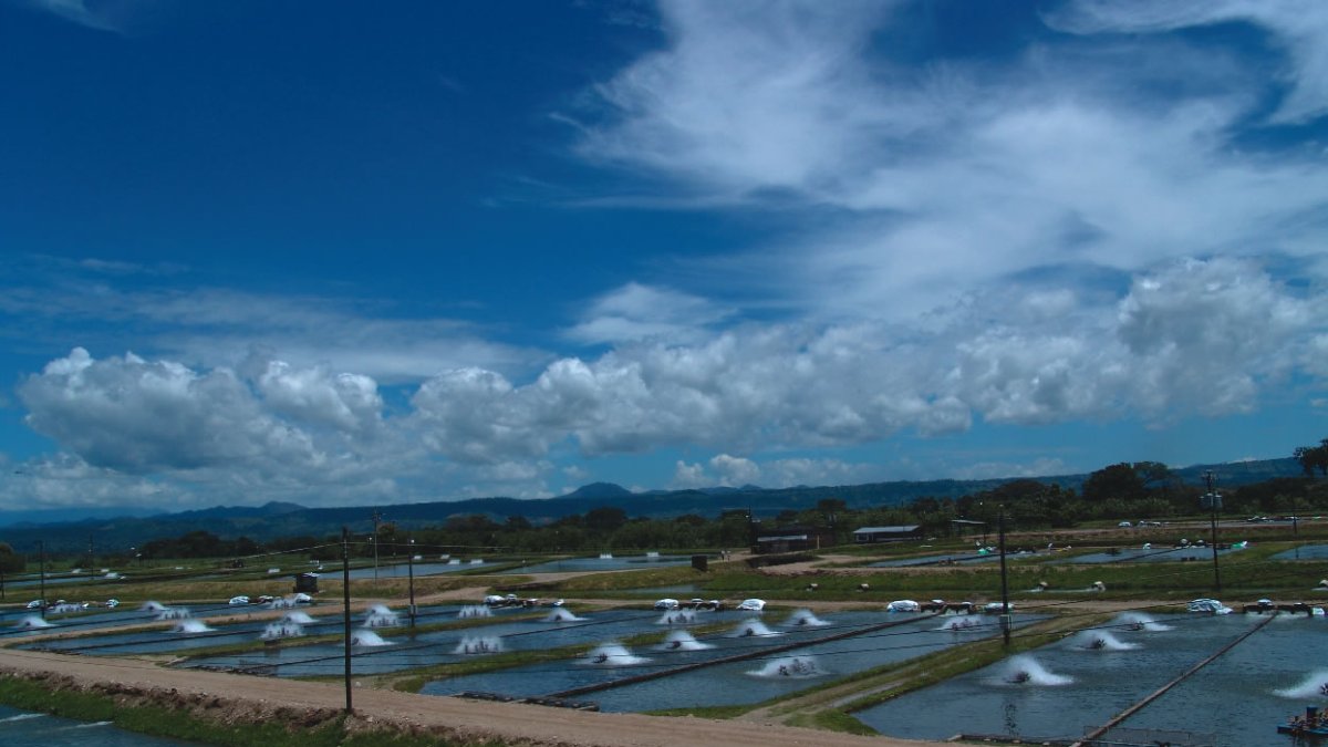 Dato. Acuicultura y la pesca alcanza el 47%  de las exportaciones no petroleras.