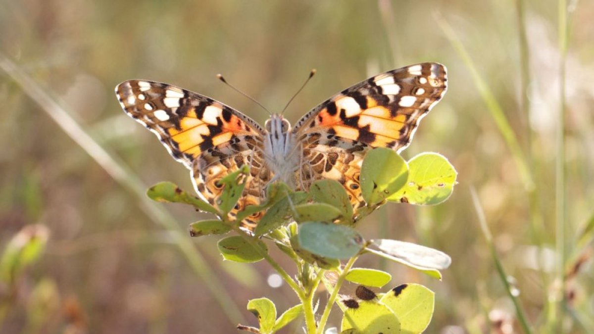 La mariposa cardera migra cada año entre África y Europa.