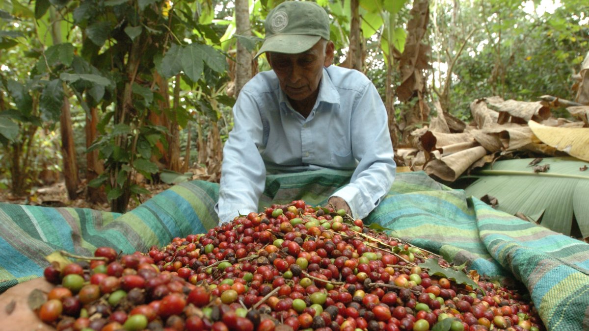 Cosecha. Un agricultor, en Ecuador, trabaja en la recolección de los granos de café en su hacienda.