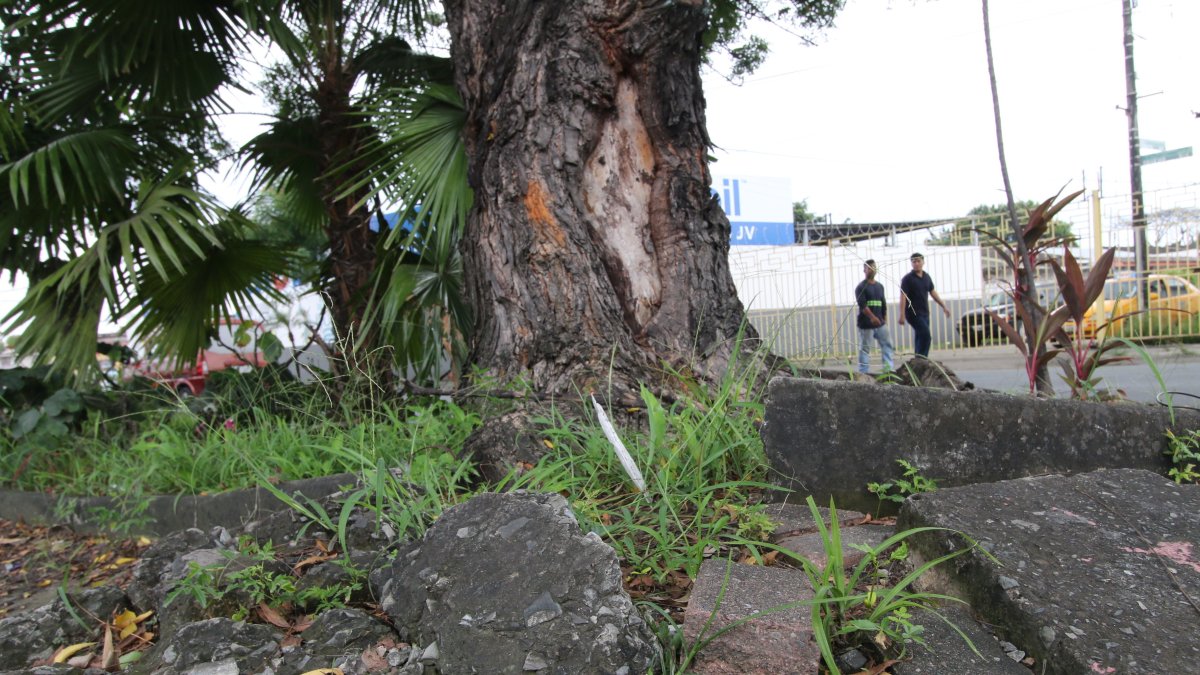 Las raíces de los árboles están levantando el pavimento de calles y casas.