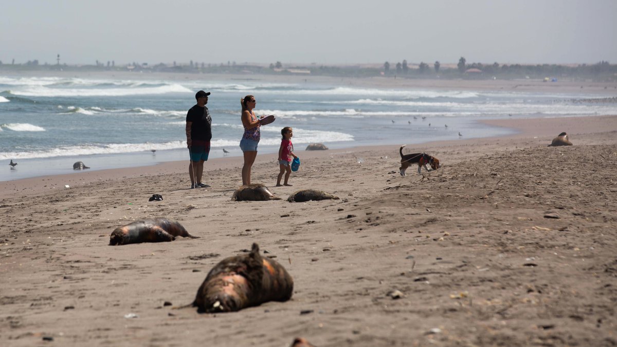 Fotografía de lobos marinos muertos en la playa La Liserilla, el 4 de abril de 2023, en Arica, región de Arica y Parinacota (Chile).