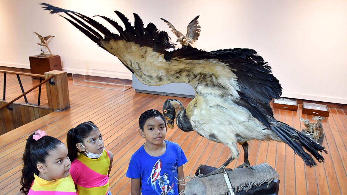 Un grupo de niños observa uno de los ejemplares que conforman la muestra en el Museo Municipal de Guayaquil.