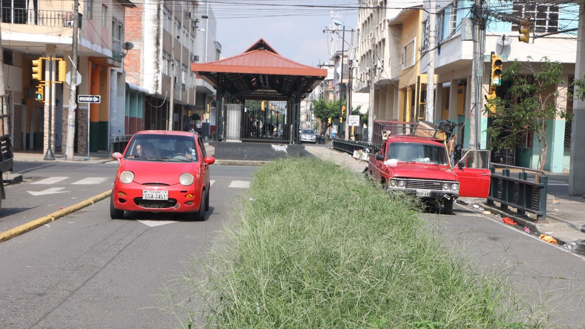 Las jardineras que separan la vía exclusiva por donde pasarán las unidades están llenas de maleza.