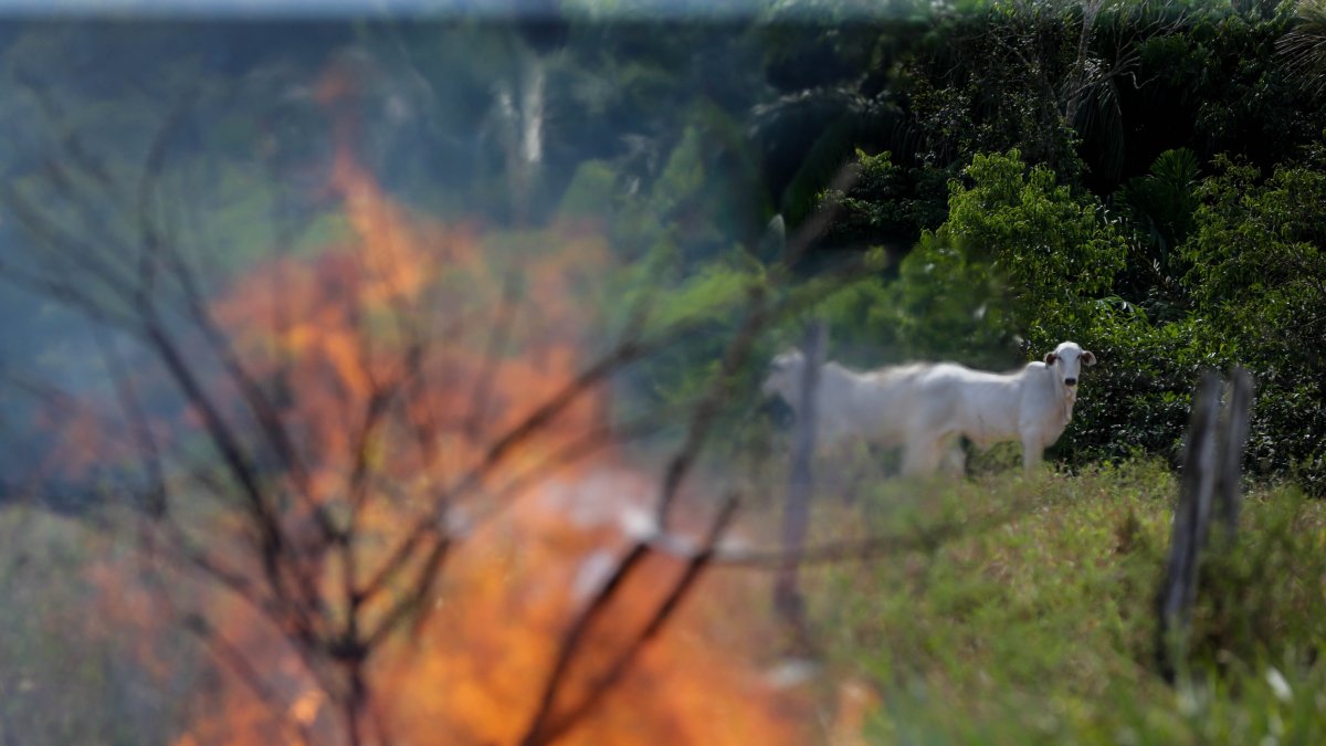 Ganado pasta junto a un incendio en la ciudad de Manicore, al sur del estado de Amazonas.