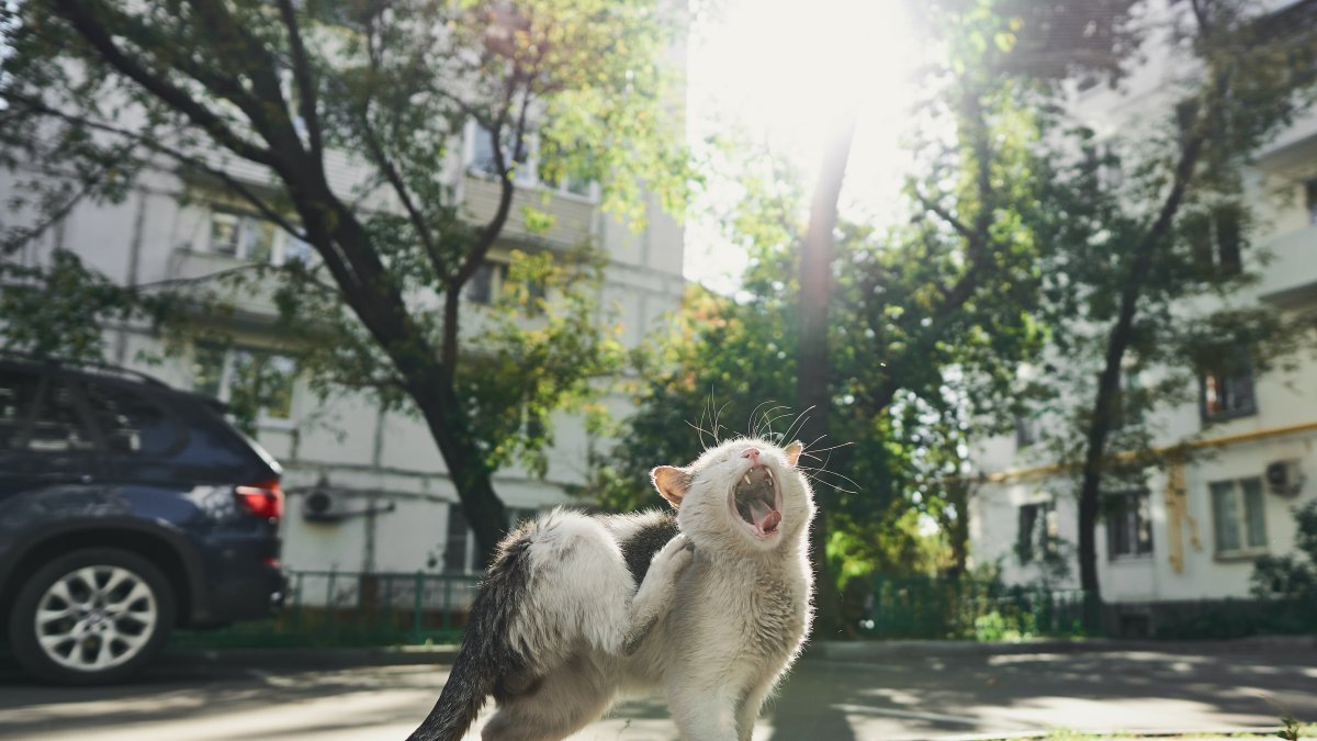 Es recomendable que cuando se rescate algún gato de la calle, se lo lleve al veterinario para que lo revise por la salud del animal y de los mininos de la casa.