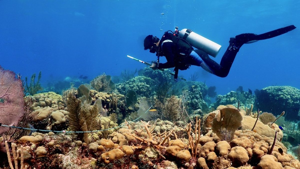 Referencia.- Un científico marino realiza labores de investigación de los corales.