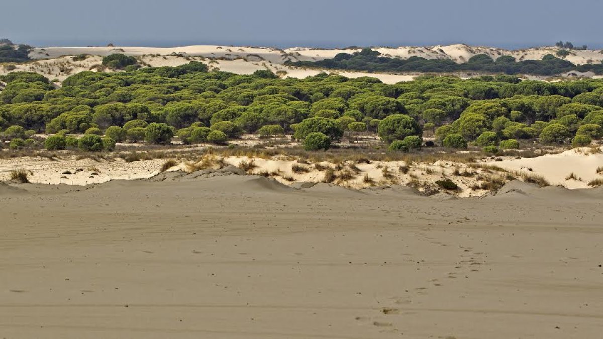 Doñana es Patrimonio de la Humanidad por la Unesco.
