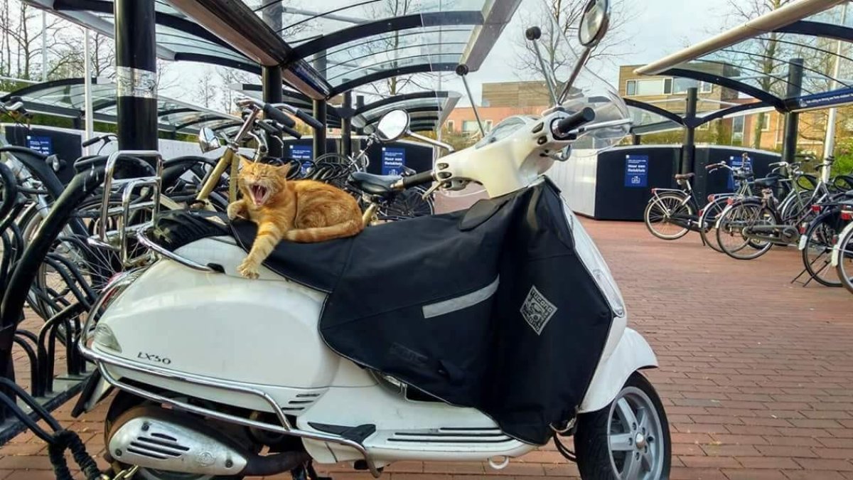 El gato tenía nueve años y apareció por primera vez en esta pequeña estación de tren hace siete.