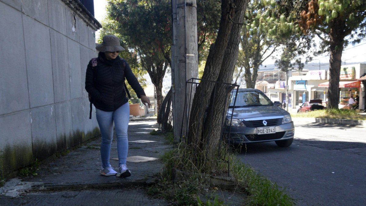 Crecimiento. Las raíces rompen las veredas y eso dificulta el paso de los peatones