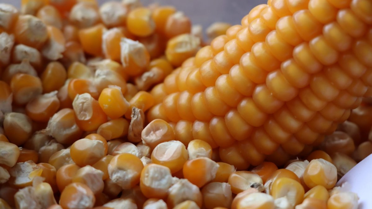 Producción.- La cosecha del maíz duro en una hacienda de Ecuador.