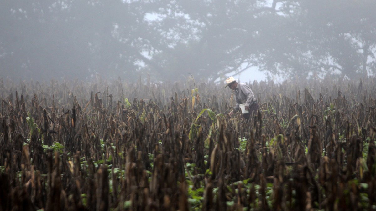 Imagen de archivo que muestra a un campesino caminando en una plantación seca de maíz durante el fenómeno de El Niño, en el Corredor Seco de Centroamérica.