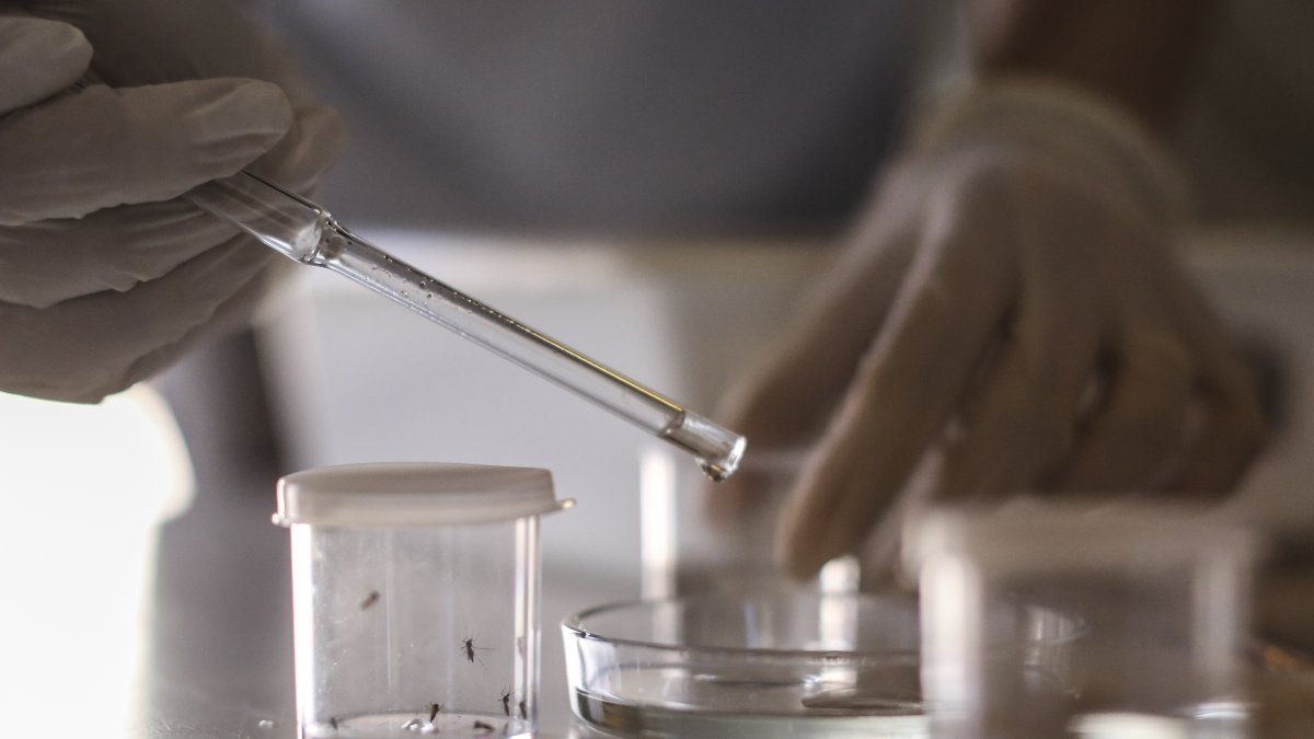 Fotografía referencial sobre el proyecto de uan vacuna contra el dengue