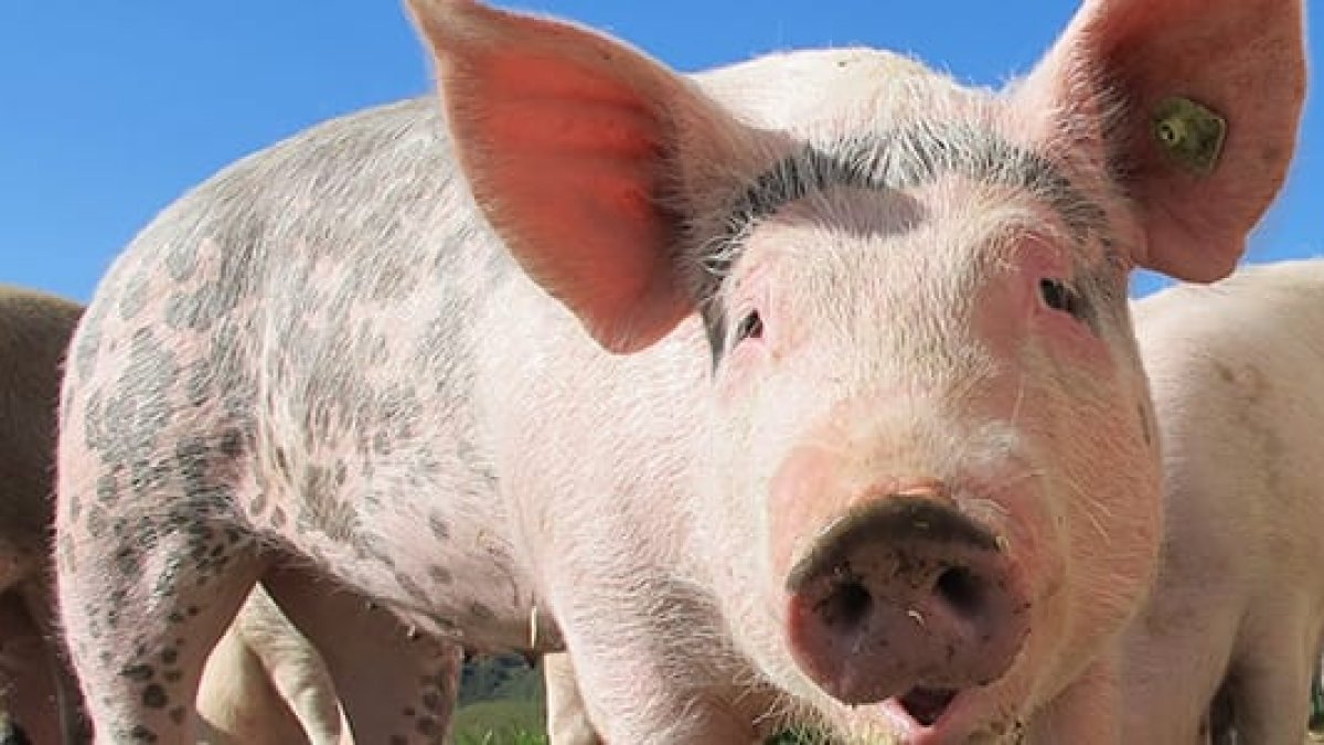 El envío se concretó a inicios de este mes.