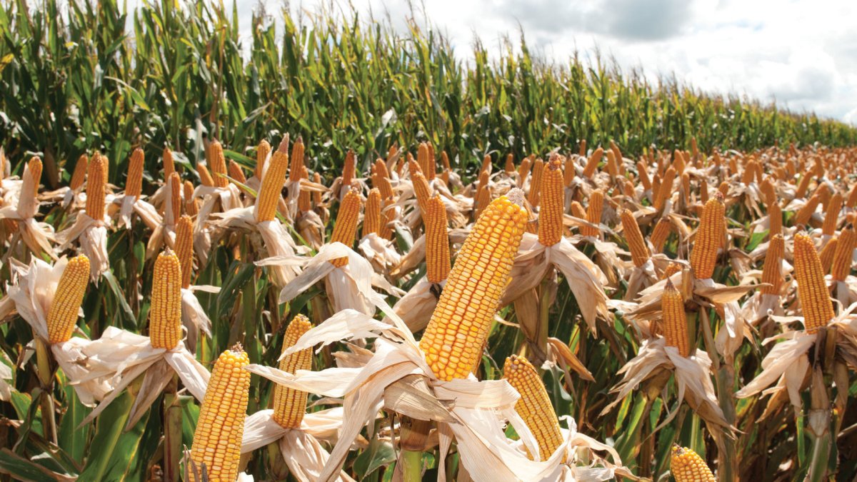Hacienda.- El maíz listo para la cosecha.