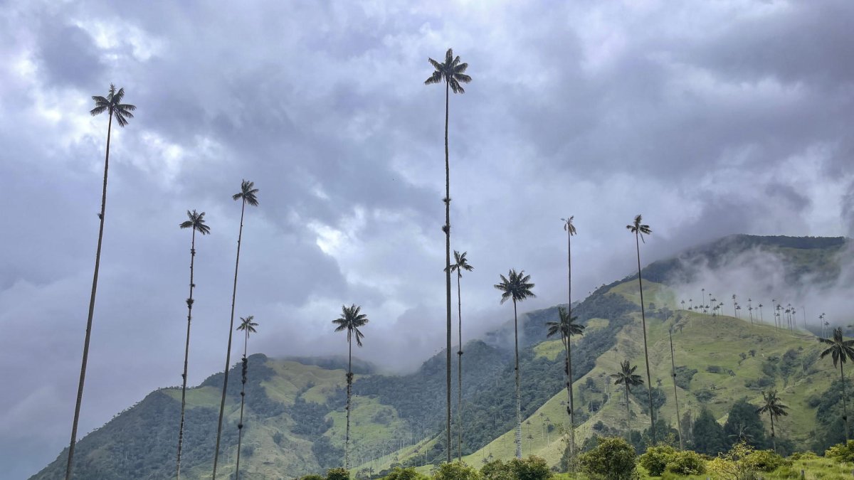 Fotografía cedida por Walt Disney World Resort donde se aprecia una vista del Valle del Cocora.