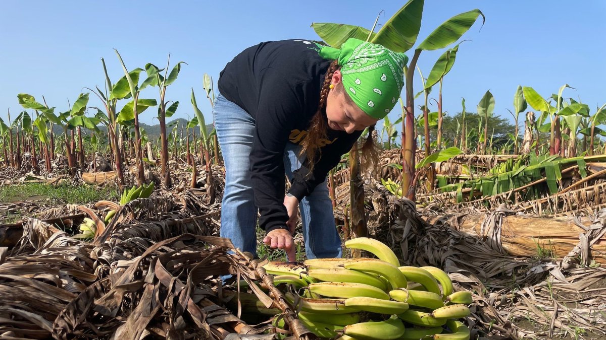 Labor. Una persona alista los bananos que serán exportados.