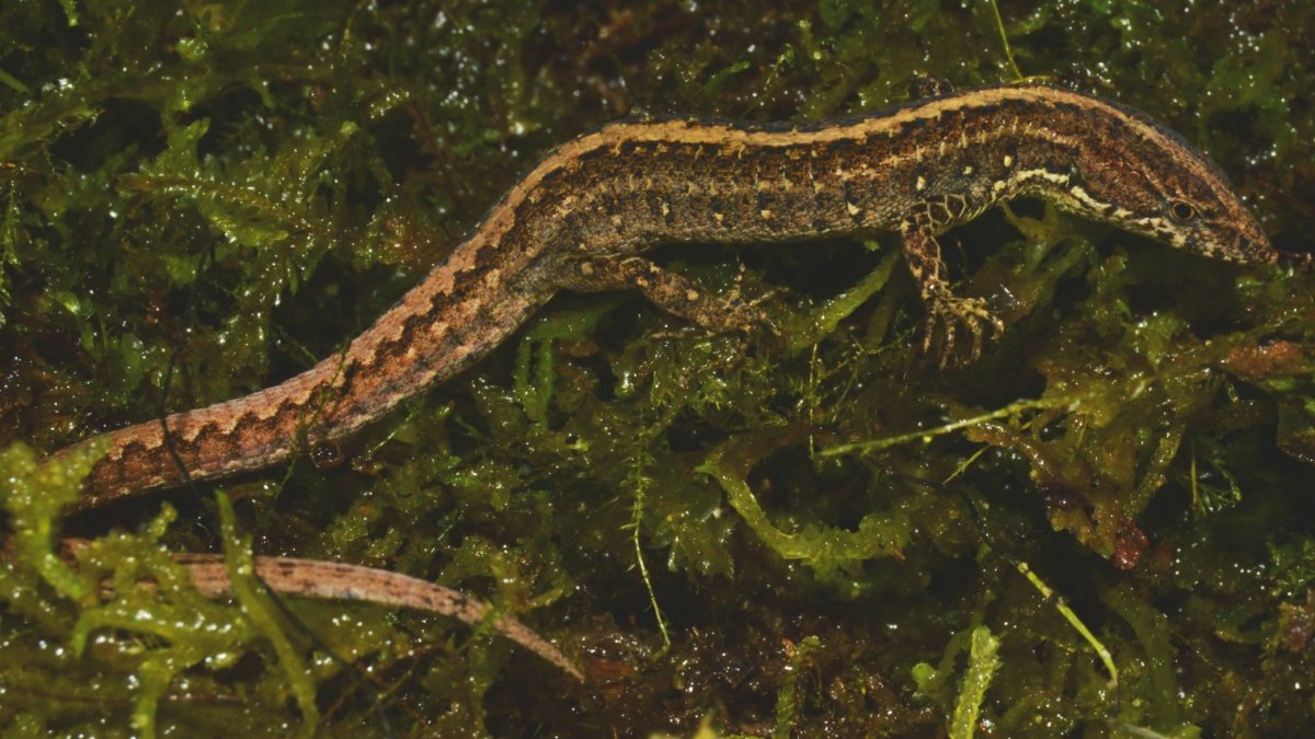 Novedad. Esta sería la nueva especie que ronda por tierras orientales del país.