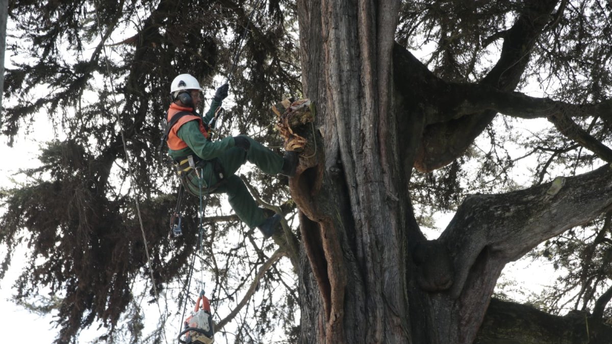 Autoridades de Ambiente  realizan mantenimiento árboles patrimoniales en la ciudad