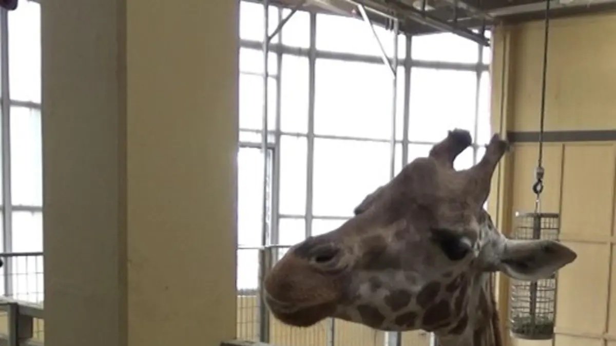 Pista. Una jirafa durante el experimento realizado en el zoo de Barcelona.