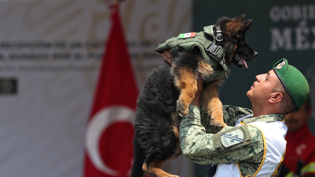 Presentación. Arkadas, cachorro de raza pastor alemán, arribó a México.