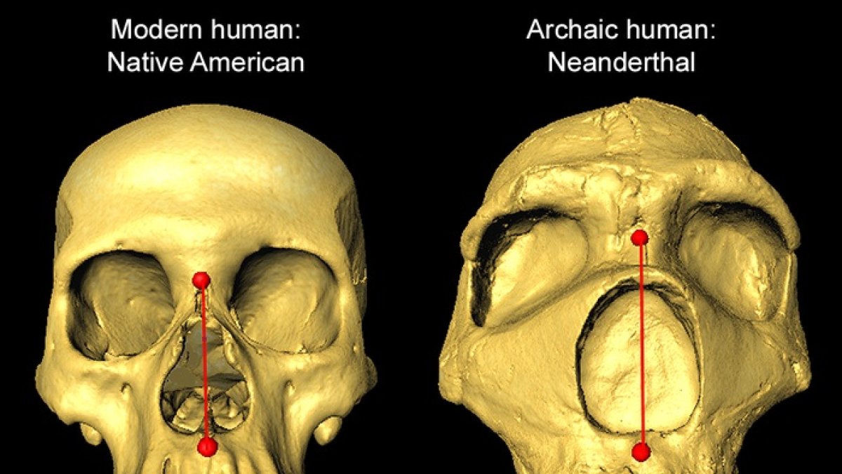 Investigación. Un gráfico comparativo de dos cráneos.