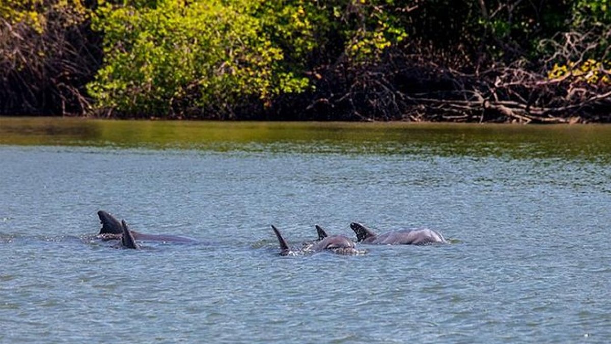 Avistamiento de delfines en la zona de Puerto el Morro, en medio de una de las excursiones.