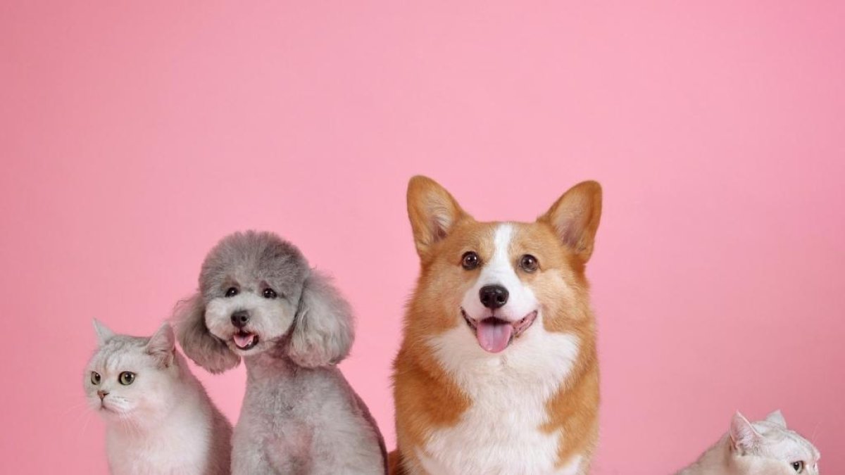 Las mascotas al igual que los seres humanos necesitan cuidados y protección frente a la radiación UV.