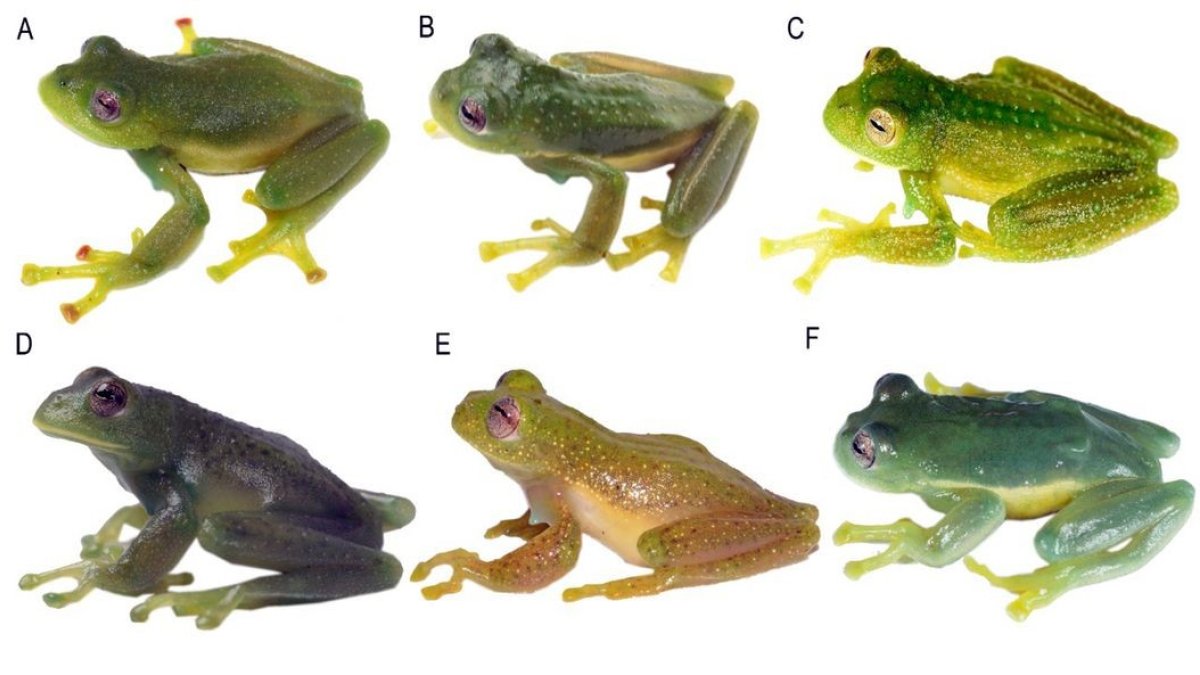 Especies. Se trata de un grupo de anfibios que habita en la zona montañosa de Los Andes.