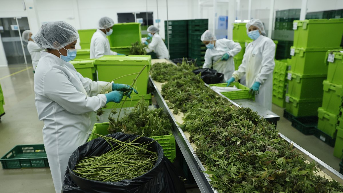 Fotografía de archivo de trabajadoras que procesan plantas de cannabis en Boyacá (Colombia). EFE/ Mauricio Dueñas Castañeda