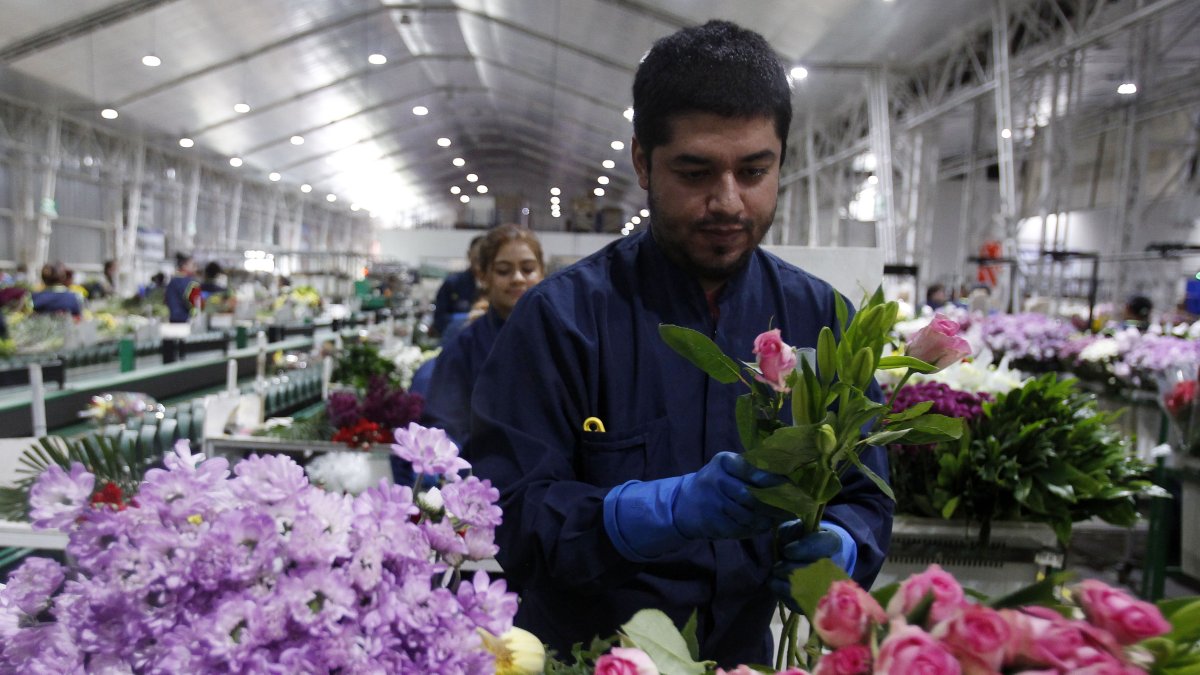 Jhony Bedoya, quien tiene discapacidad auditiva, trabaja en la empresa Flores Isabelita el 5 de mayo de 2023, en La Ceja (Colombia).