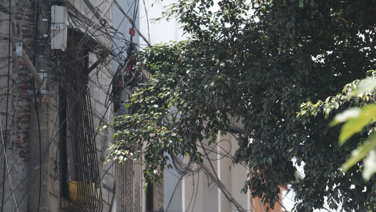 Asomarse por las ventanas, para los residentes de Sauces IV, es como estar en una selva..