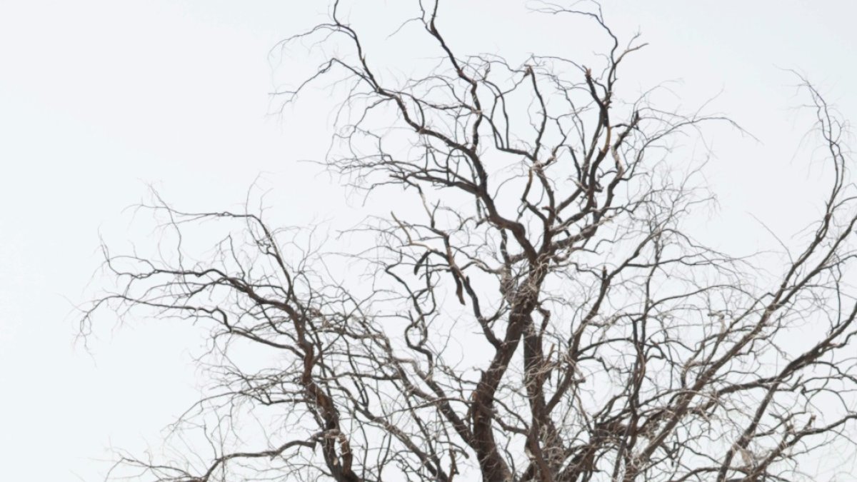 Países vecinos prevén que crisis de desplazados o inseguridad