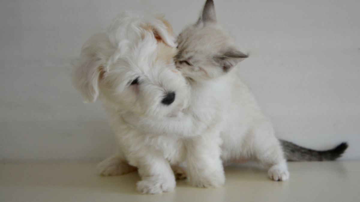 La fotos de cachorros, gatitos y pequeños animalitos invaden las redes sociales a diario, y ahora traen beneficios a nuestras vidas