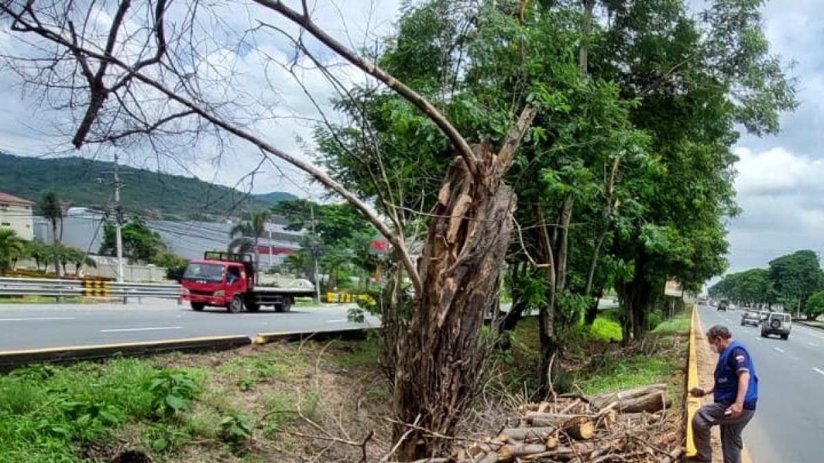 Con las lluvias los árboles se veían afectados y se caían