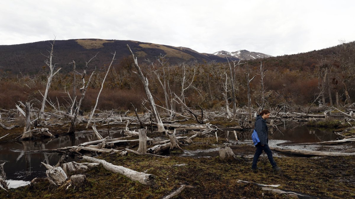 Fotografía de árboles de un bosque nativo afectado por castores, el 14 de mayo 2023, en Puerto Williams (Chile).