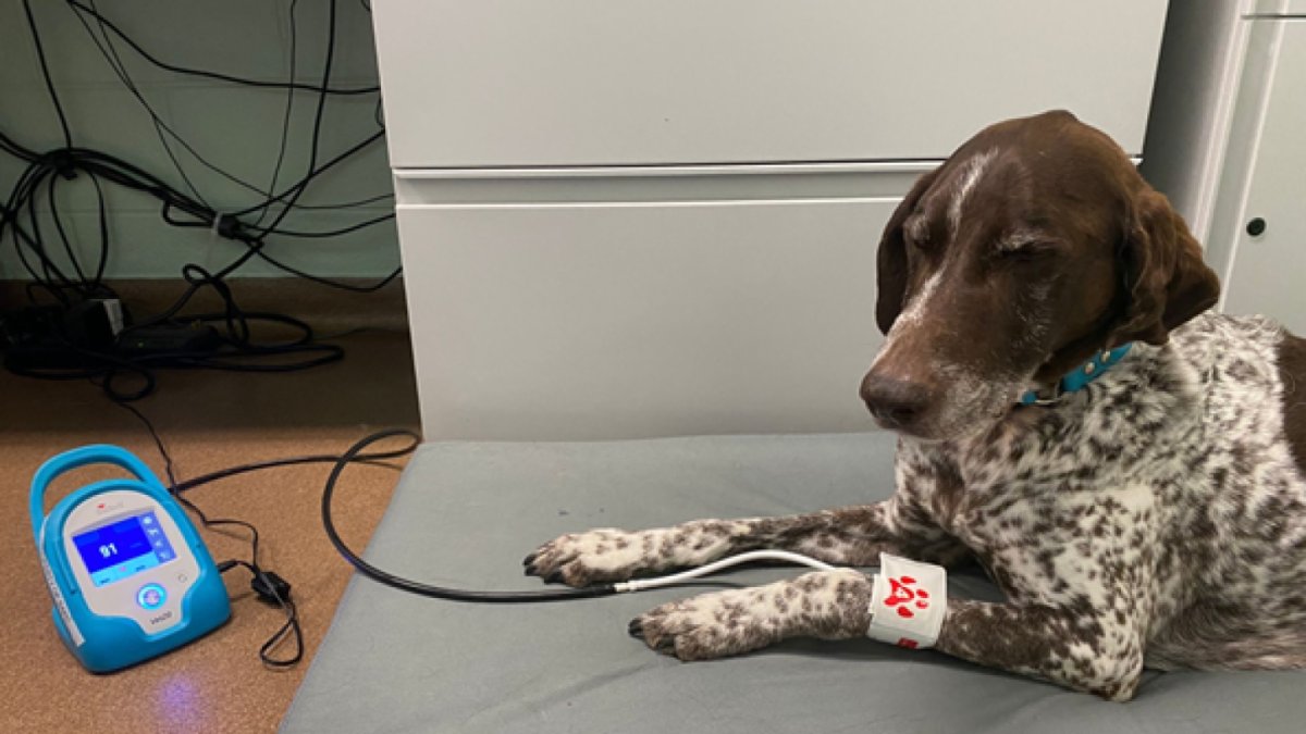 En esta etapa aparecen signos de envejecimiento que a veces pasan desapercibidos por los propietarios, pero que se pueden poner de manifiesto en una visita al veterinario.