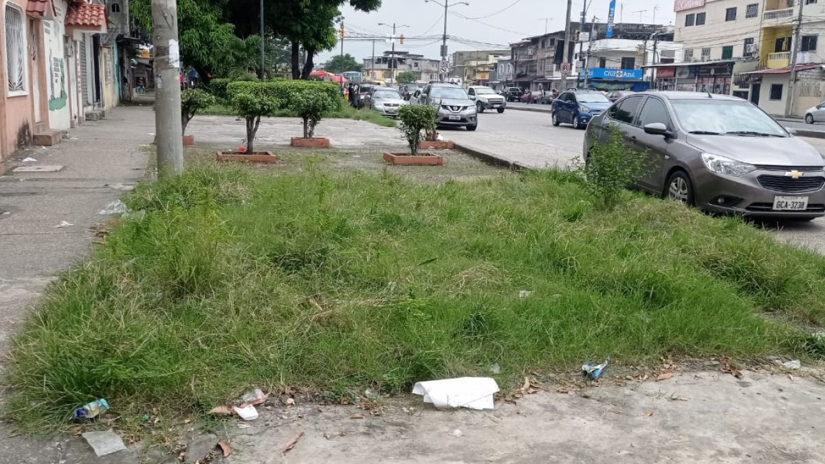 La vegetación crece sin control en la avenida Vicente Trujillo y Esmeraldas, en las Acacías.