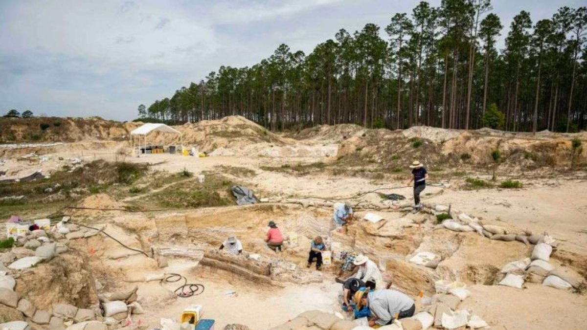 En Florida se encontró el cementerio de huesos de esta especie extinta