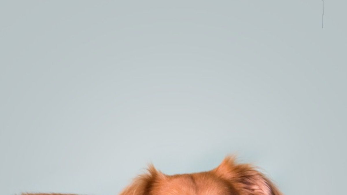 La campaña apunta a frenar el maltrato animal y el abandono, dos problemas aún comunes en la ciudad y Ecuador.