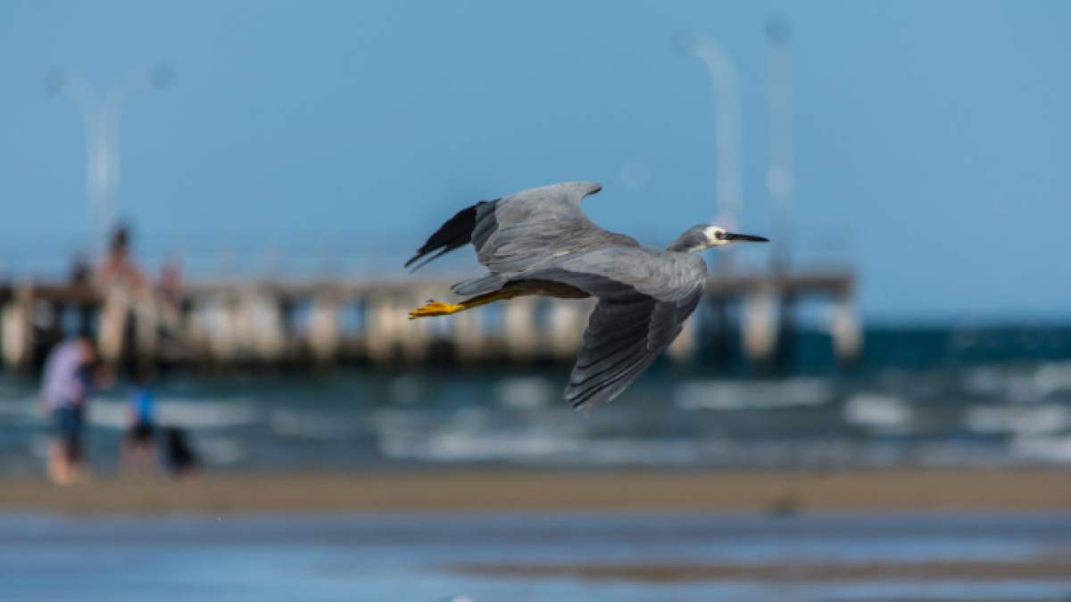 Referencial de aves en playas.