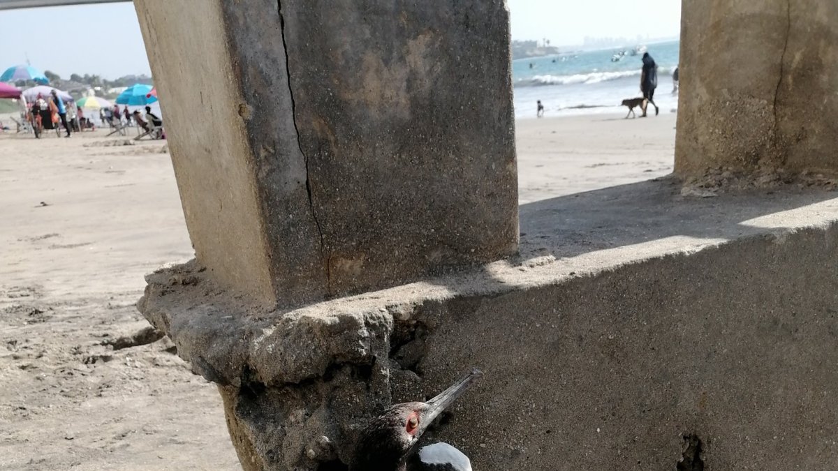 El fenómeno de las aves muertas ha sido reportado en varios balnearios de Ecuador, Perú y Chile.