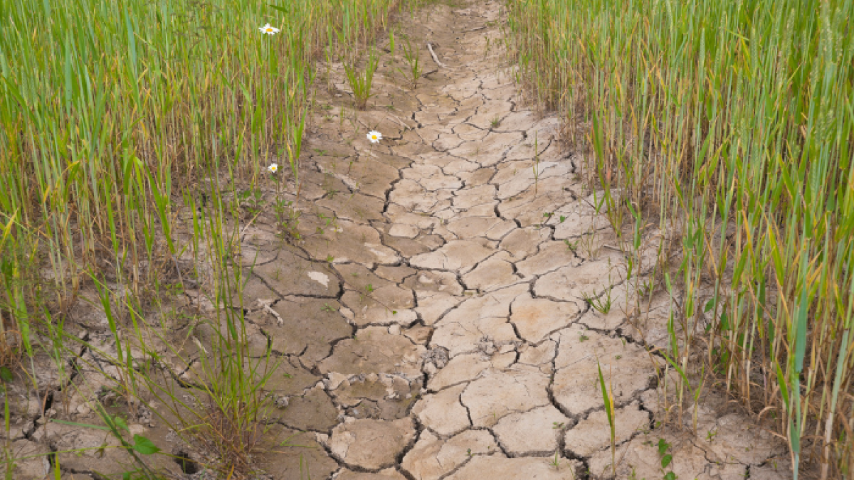 La sequia provoca una serie de problemas, especialmente en la alimentación mundial.