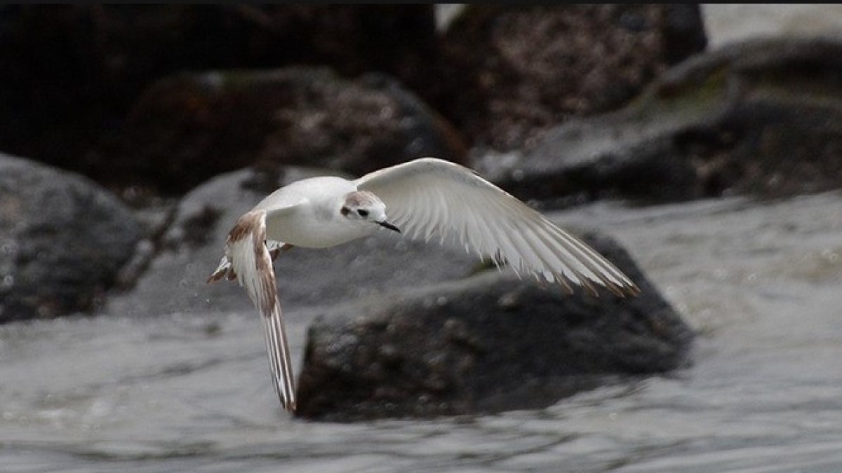 Biodiversidad. En el país queda por documentar la presencia efectiva en el país de 49 especies.
