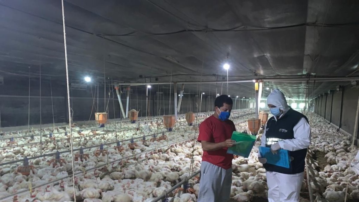 Control. Un técnico realiza la vacunación en una granja de Ecuador.