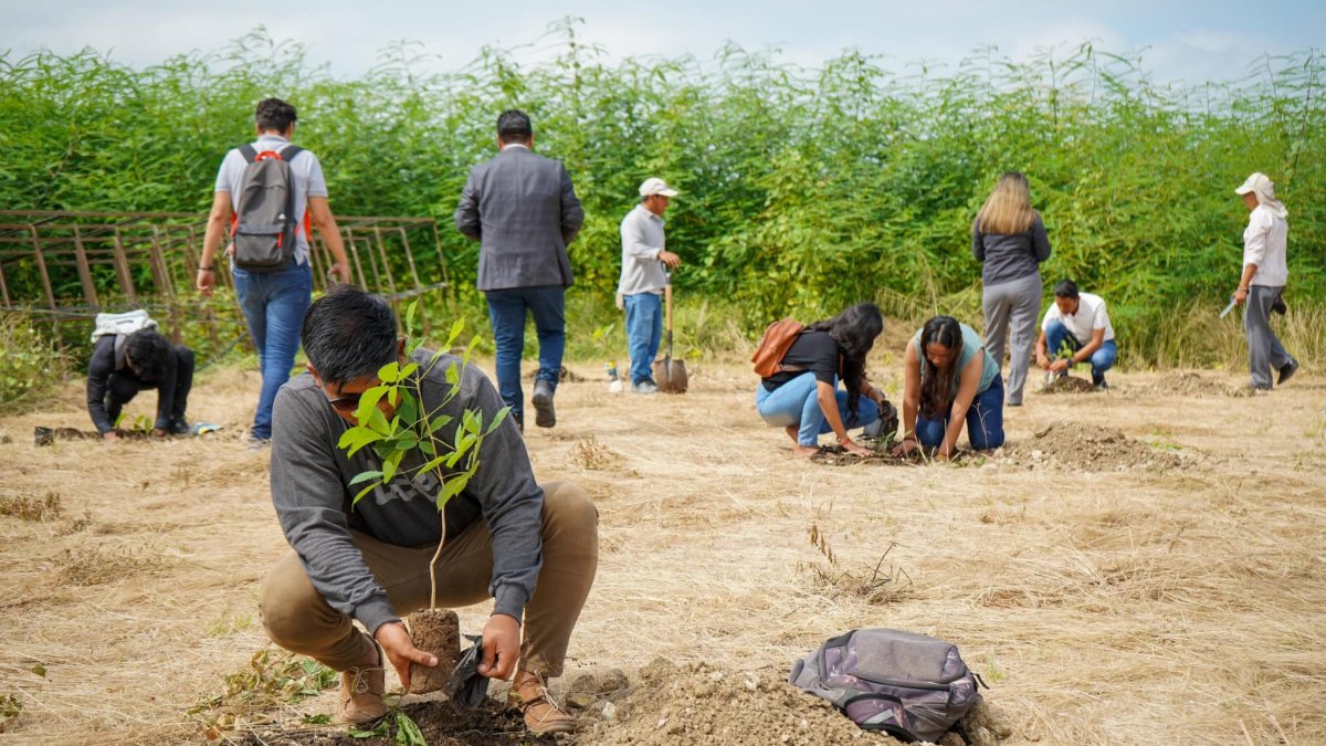 En un área de cinco hectáreas de la UPSE se plantaron las especies este 30 de mayo. La comunidad entera se reunió en la labor.