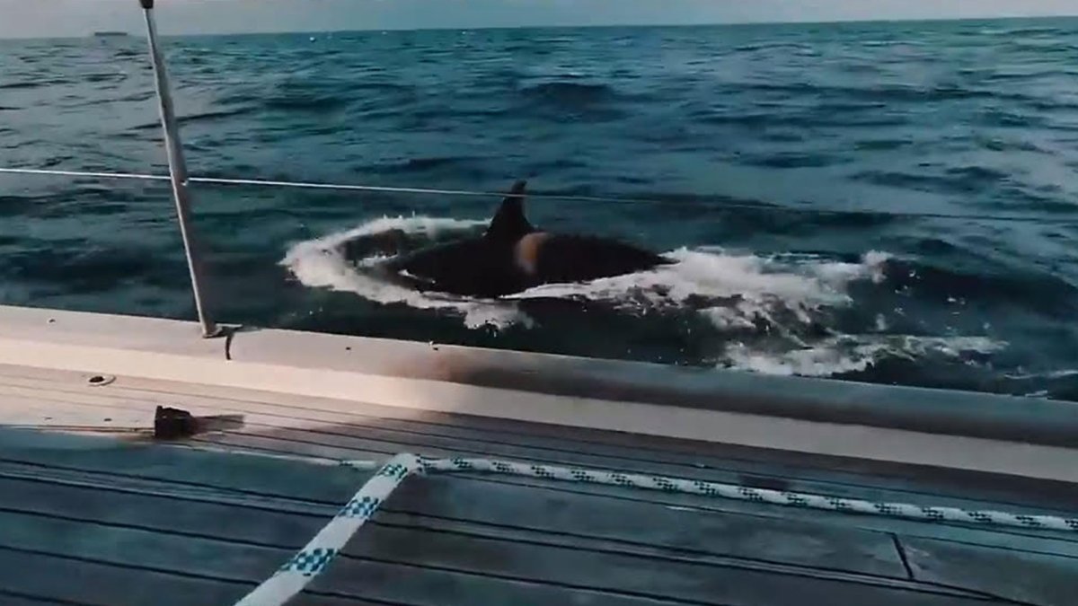 Gilbraltar se ha convertido en un escenario lleno de pánico por los recientes ataques de orcas a las embarcaciones.