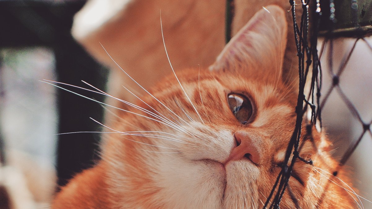 Actividad. Los felinos son escaladores por  esencia. Las uñas son precisamente una herramienta esencial para estas acciones.